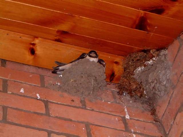 Animals Swallows birds in nest under eaves of house