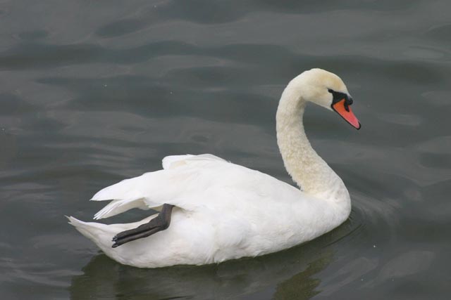 Animals White swan on boating lake in Southport