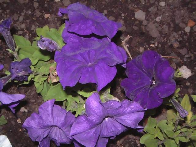 Flowers Blue and purple pertunia in bed