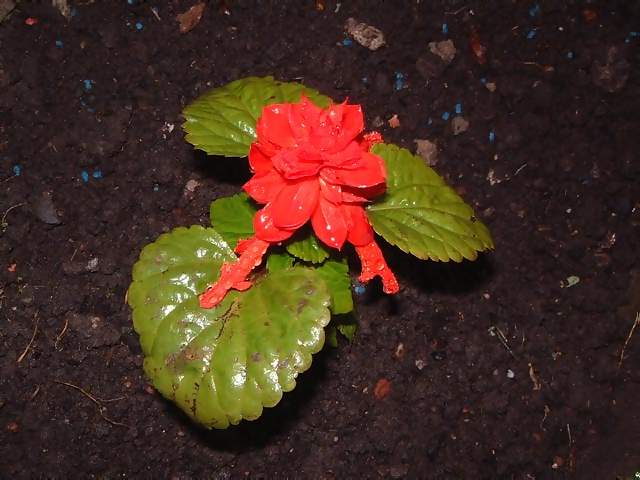Flowers Bright red flower with vivid green leave in bed