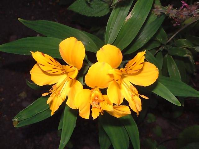 Flowers Bright yellow and red flowers with green leaves