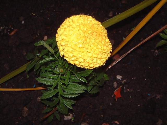 Flowers Bright yellow ball shaped flower in bed