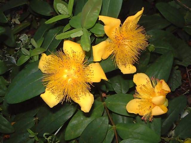 Flowers Bright yellow flowers