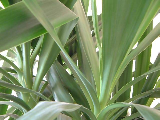 Flowers Closeup of Green Leaves of Yukka Plant