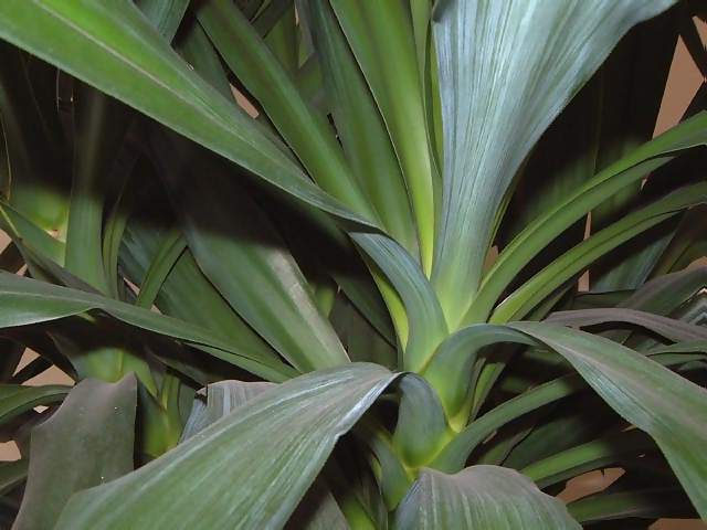 Flowers Closeup of Leaves of Yukka Plant