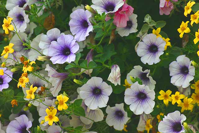 Flowers Closeup of purple white and yellow flowers in a hanging basket in Southport
