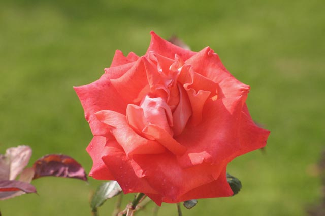 Flowers Closeup of red rose against green grass