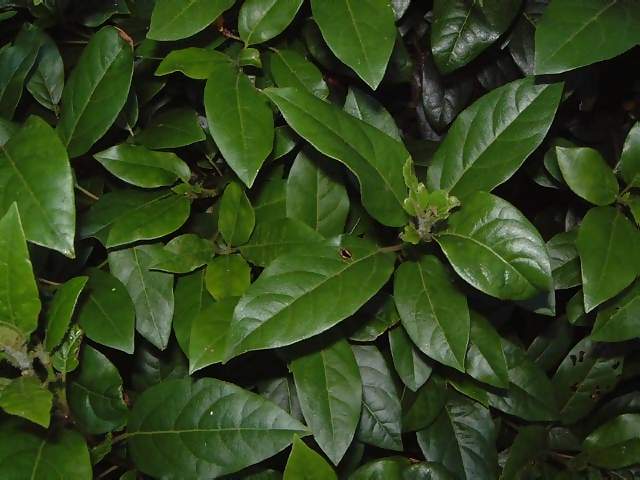 Flowers Dark green leaves