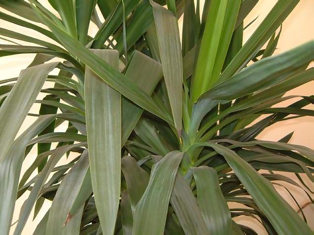 Flowers Green Leaves of Yukka Plant