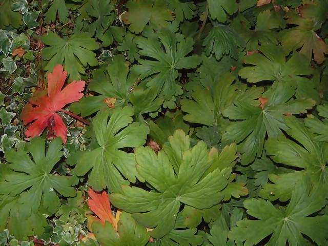 Flowers Green and red foliage