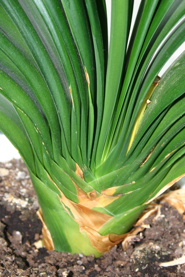 Flowers Image of base of green yukka or palm type plant