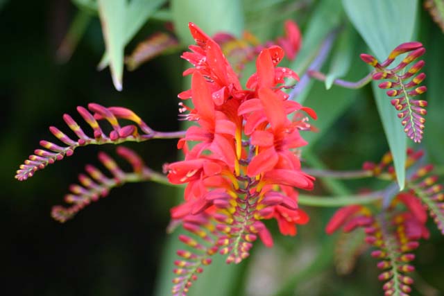 Flowers Intricate red yellow and purple flower head with two rows of tiny horn shaped flowers