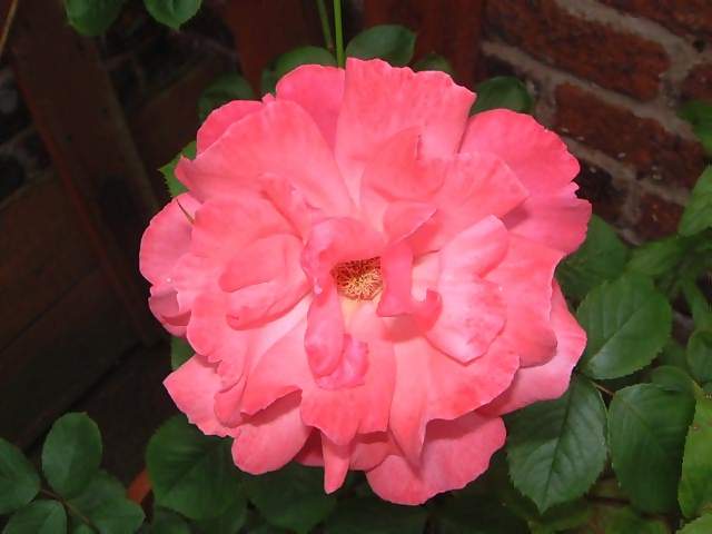 Flowers Large single pink and yellow rose against brick wall