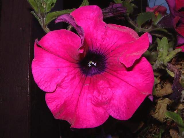 Flowers Pink and purple pertunia in hanging basket