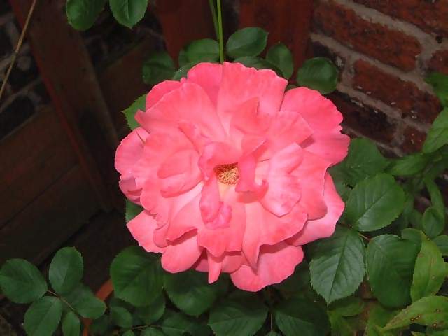 Flowers Pink and yellow rose against brick wall