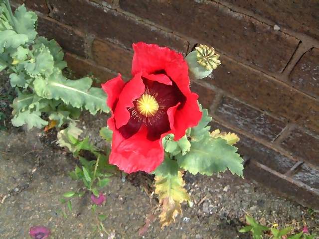 Flowers Poppy Against brick wall