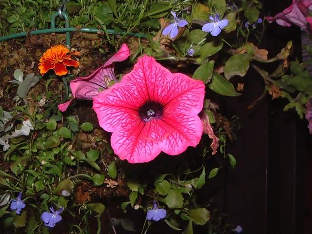 Flowers Purple and dark blue petunia in hanging basket