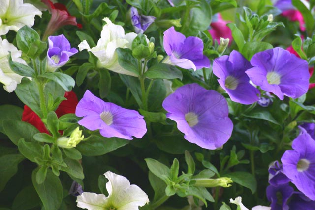 Flowers Purple basket of flowers like pansies