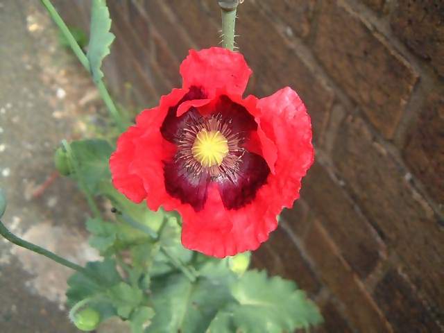 Flowers Red Yellow and Black Poppy