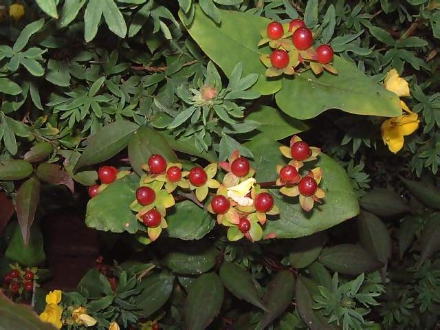 Flowers Smal red berries against green leaves