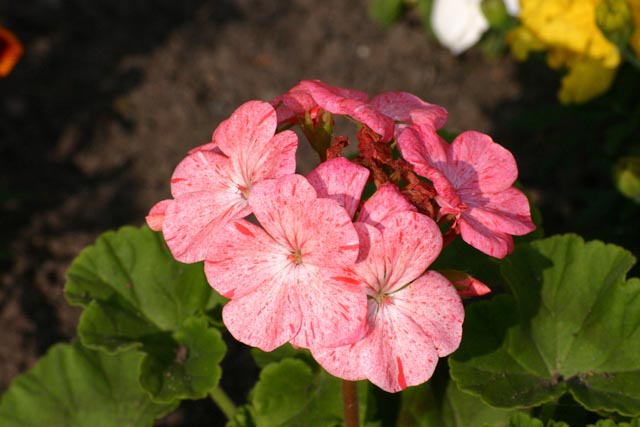 Flowers Small bunch of mottled pink flowers