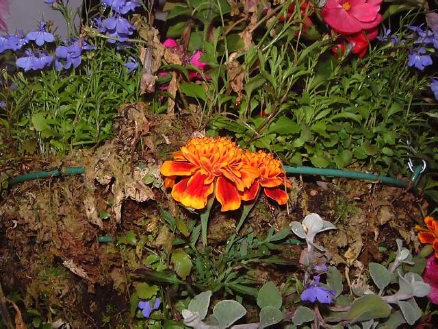 Flowers Small colourful orange yellow blue and pink flowers in the side of a hanging basket