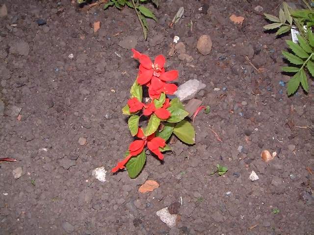 Flowers Small red flower in bed