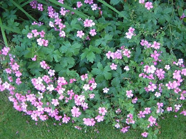 Flowers Tiny lavender pink flowers