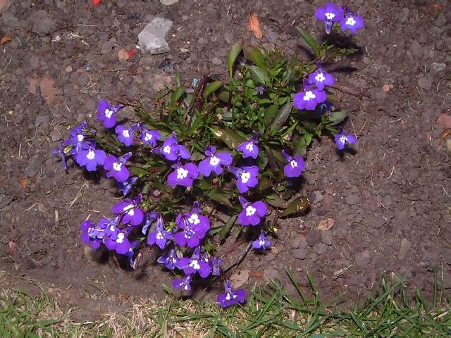 Flowers Tiny purple and white flowers in flower bed