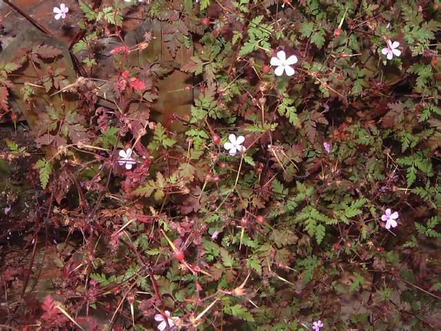 Flowers Tiny white and purple flowers with green and purple foliage against a wooden fence