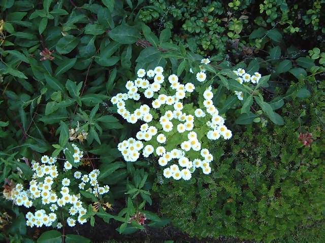Flowers Tiny yellow and white daisy daisies