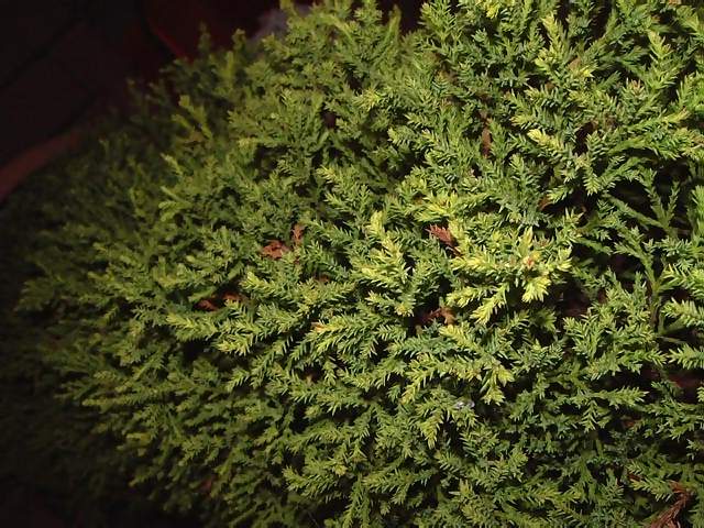 Flowers View of tiny leaves on a well pruned evergreen bush or small tree in a pot