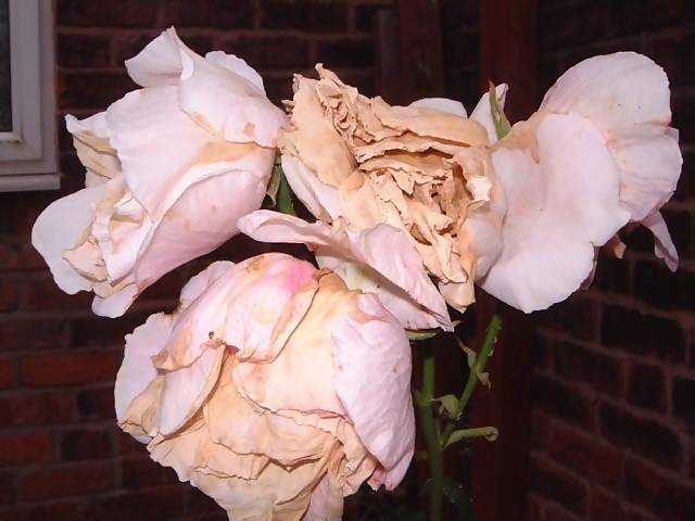 Flowers Wilted pink roses