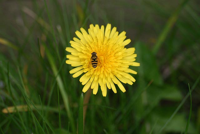 Flowers Yellow dandilion with small wasp or hornet feeding on it