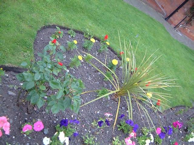Flowers flower bed with petunias and other plants