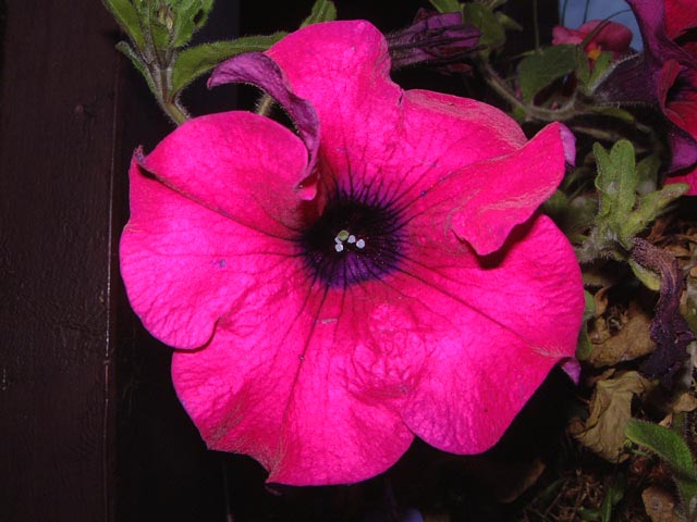 Flowers pink and purple pertunia in hanging basket