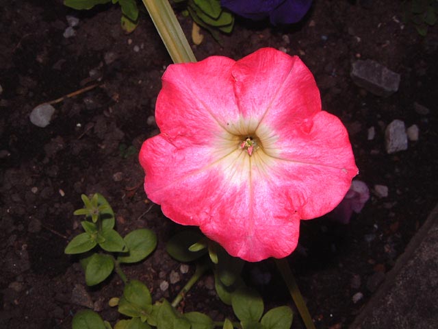 Flowers pink and white pertunia in bed