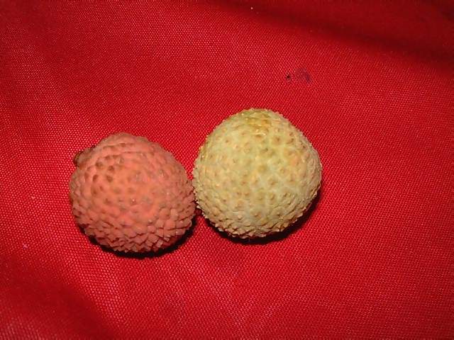 Food A red and a gold lychee on a red cloth for Chinese new year