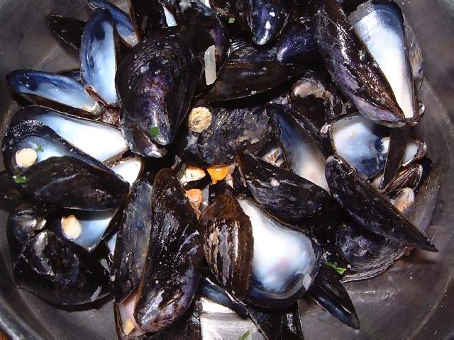 Food Empty mussels shells after a meal