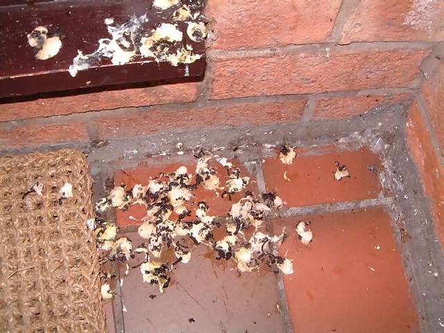 Miscellaneous Bird droppings on teracotta tiles and welcome mat