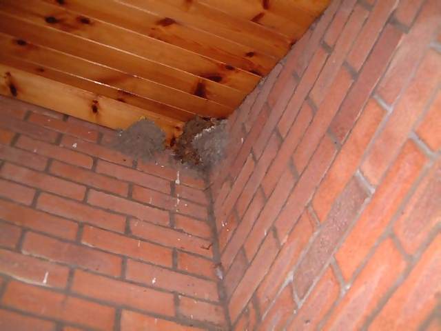 Miscellaneous Birds nest in eaves of house source of droppings on teracotta tiles and welcome mat