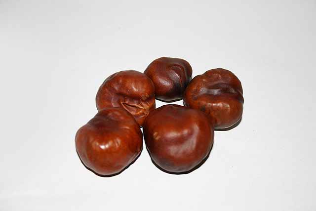 Miscellaneous Five conkers horse chestnuts