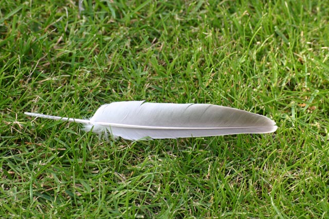 Miscellaneous Single seagull feather on a grass lawn