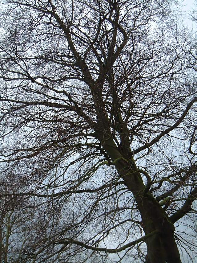 Views A large tree without leaves in winter