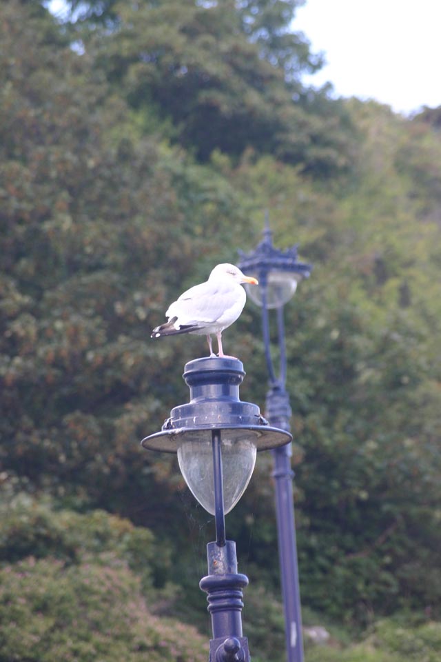 Views Image of seagull on top of blue street lamp