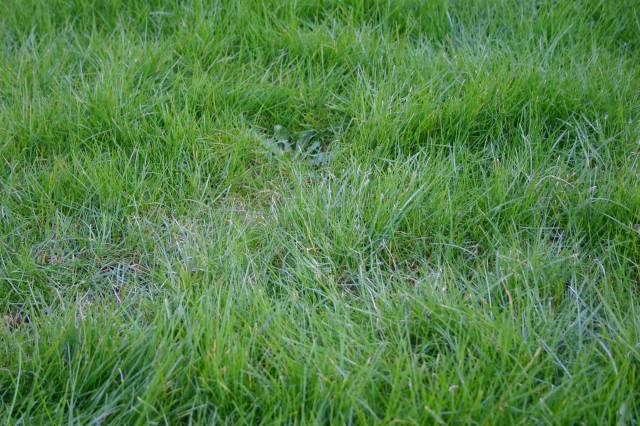 Mid Length Green Grass Lawn