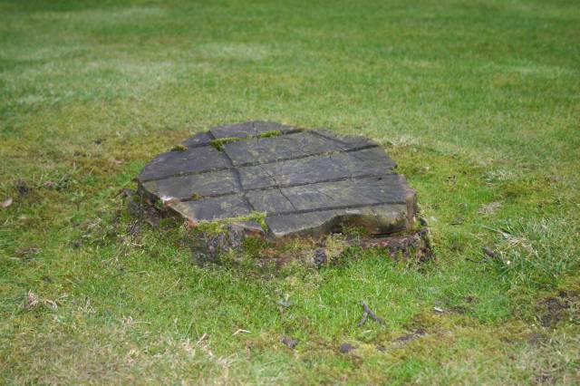 Tree Stump on a Grass Lawn